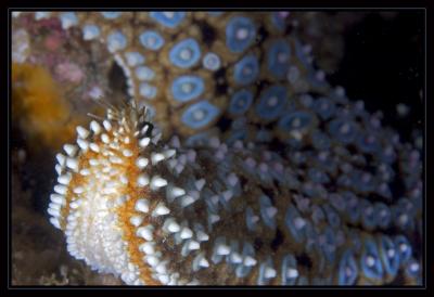 v3/18/442518/3/48434661.4197_starfish2.jpg