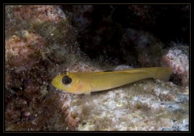 v3/18/442518/3/48434667.4249_goby.jpg