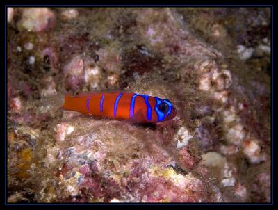 v3/18/442518/3/48438347.4312_goby.jpg