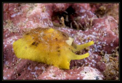 notaspid, Tylodina fungina
