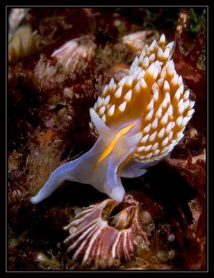 v3/18/442518/3/48438461.4183_nudi.jpg