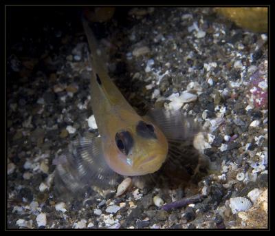 v3/18/442518/3/48438485.4299_goby.jpg