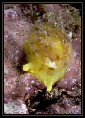 notaspid, Tylodina fungina