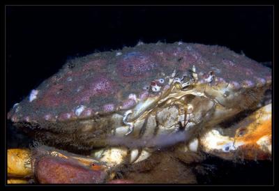 v3/18/442518/3/48965010.4364_Crab.jpg