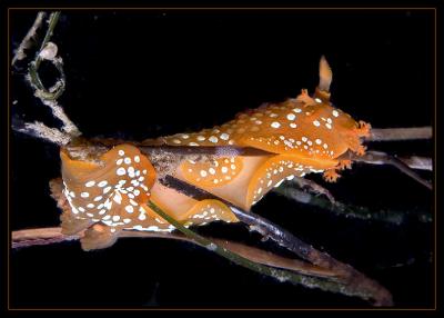 Clown Nudibranch, Polyceridae family Triopha maculata