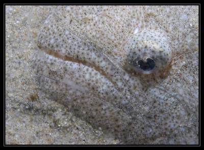 Halibut Macro