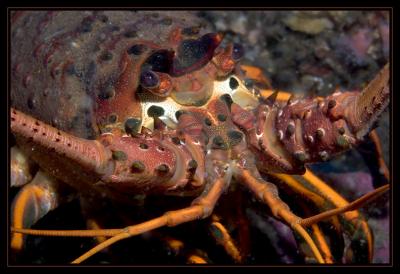 v3/18/442518/3/48965093.4476_lobster.jpg