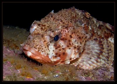 Scorpionfish