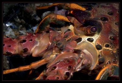 v3/18/442518/3/48965112.4508_lobster.jpg