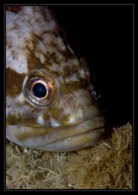 Copper Rockfish Portrait