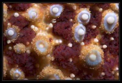 Starfish Macro
