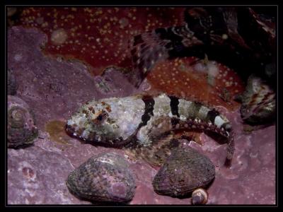 Baby Scorpionfish,  Redondo 9/11/05