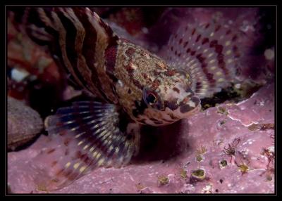 Giant Kelpfish, Redondo 9/11/05