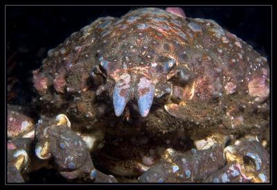 Sheep Crab, 9/11/05