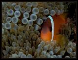 Finding The Fijian Nemo
