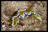 Nudibranch, Glossodoris sibogae