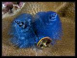 Christmas Tree Worm