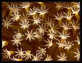 Soft Coral Polyps