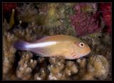 Arc-eye Hawkfish