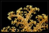 Fijian Soft Coral