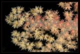 Soft Coral