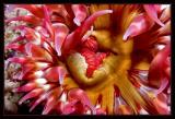 Red Anemone