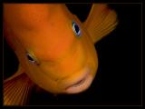 California Garibaldi
