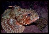 Scorpionfish