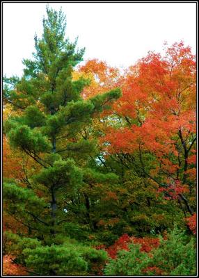 Red & green