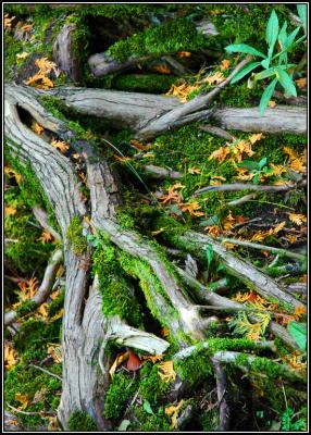 Moss