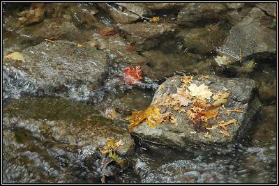 Wet leaves