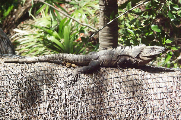 PICT4472_Lizard01.JPG
