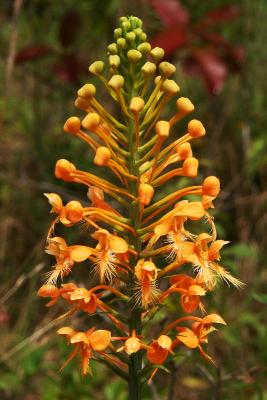 v3/18/469218/3/47358516.PICT5409_YellowFringedOrchid01.jpg