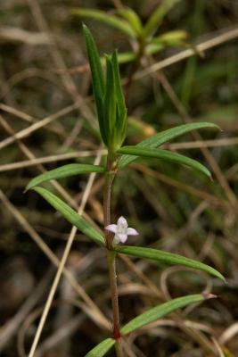 v3/18/469218/3/47472280.PICT5422VerySmallFlower.jpg