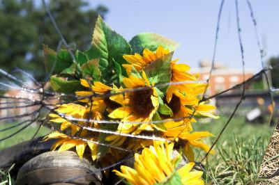 Sunflowers01.jpg