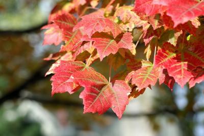 Red maple leaves.jpg