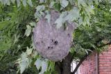 P8290211 Wasp nest.jpg