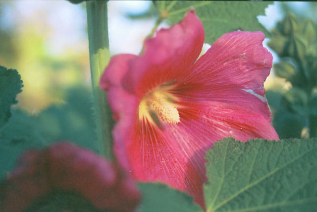 Hollyhock