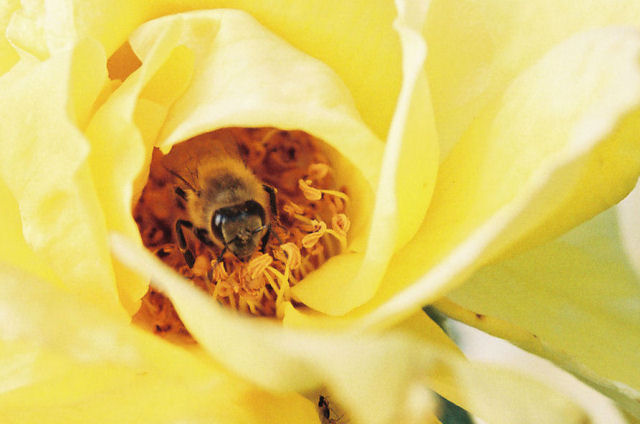 Bee in Hiding