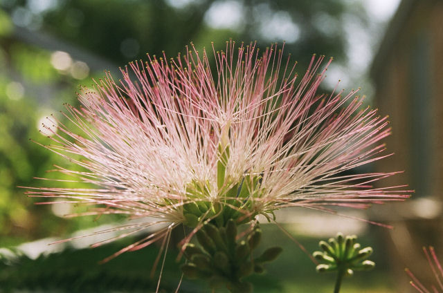 Mimosa