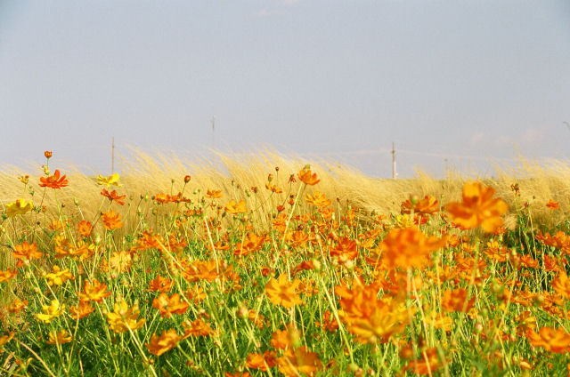 Field of Gold