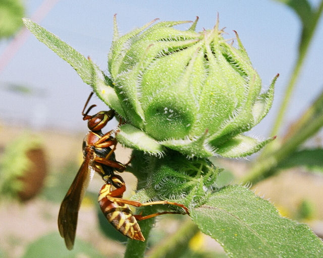 Sunflower Wasp