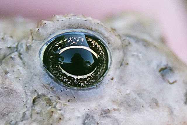 Eye Of Toad