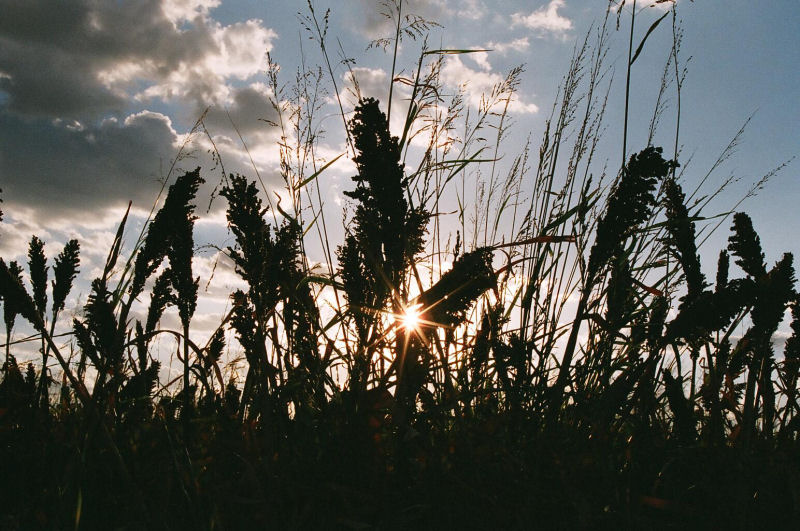 Setting Behind The Maize