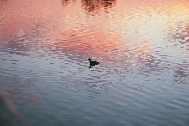 Sunrise Coot