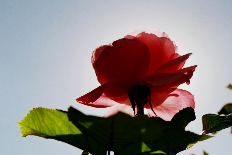 Rose - Backlit