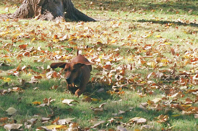 Flying Doxie