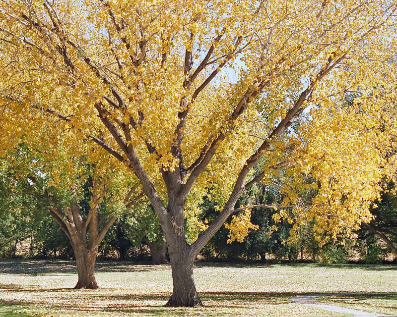 Autumn In The Park 4