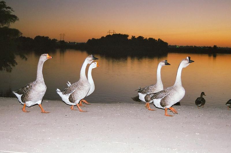 Parade of Geese