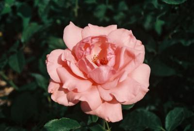 v3/18/513218/3/44709306.Rose1.jpg